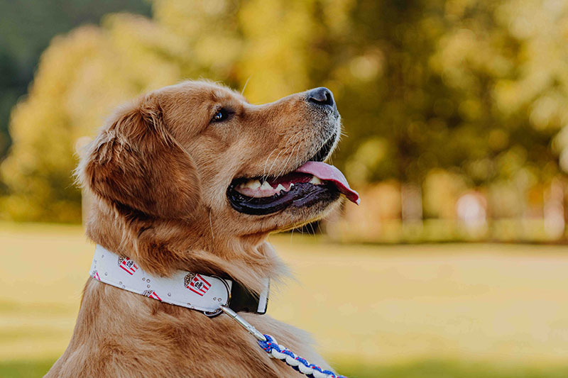 Hestia - Collare in stoffa fantasia Popcorn su un Golden Retriever